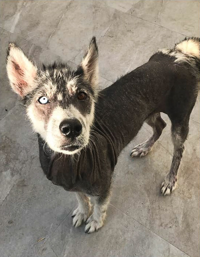 Rescued Husky Goes Through An Incredible Transformation In Just 8 Months And It's Hard To Believe It&rsquo;s The Same Dog