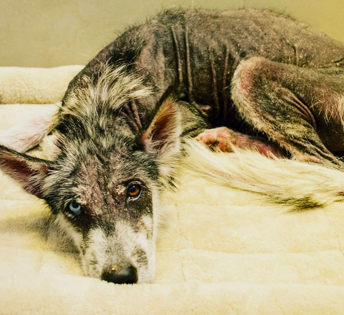Rescued Husky Goes Through An Incredible Transformation In Just 8 Months And It's Hard To Believe It&rsquo;s The Same Dog