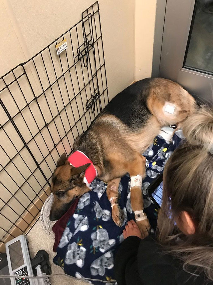 Brave Dog Gets Shot While Protecting His 16-Year-Old Owner From Armed Intruders Brave Dog Gets Shot While Protecting His 16-Year-Old Owner From Armed Intruders