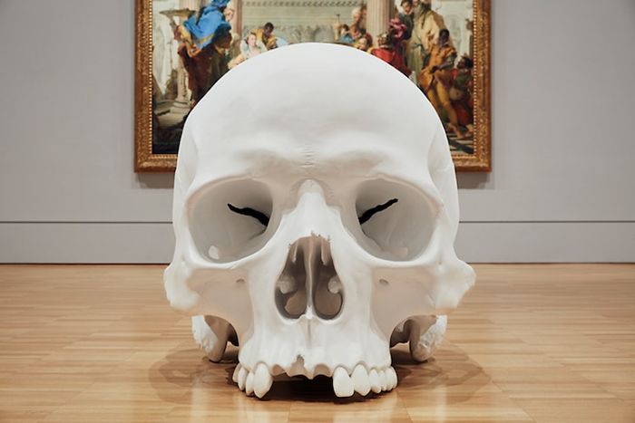 100 Of The Largest Skulls You Have Ever Seen Goes On Display In Australia