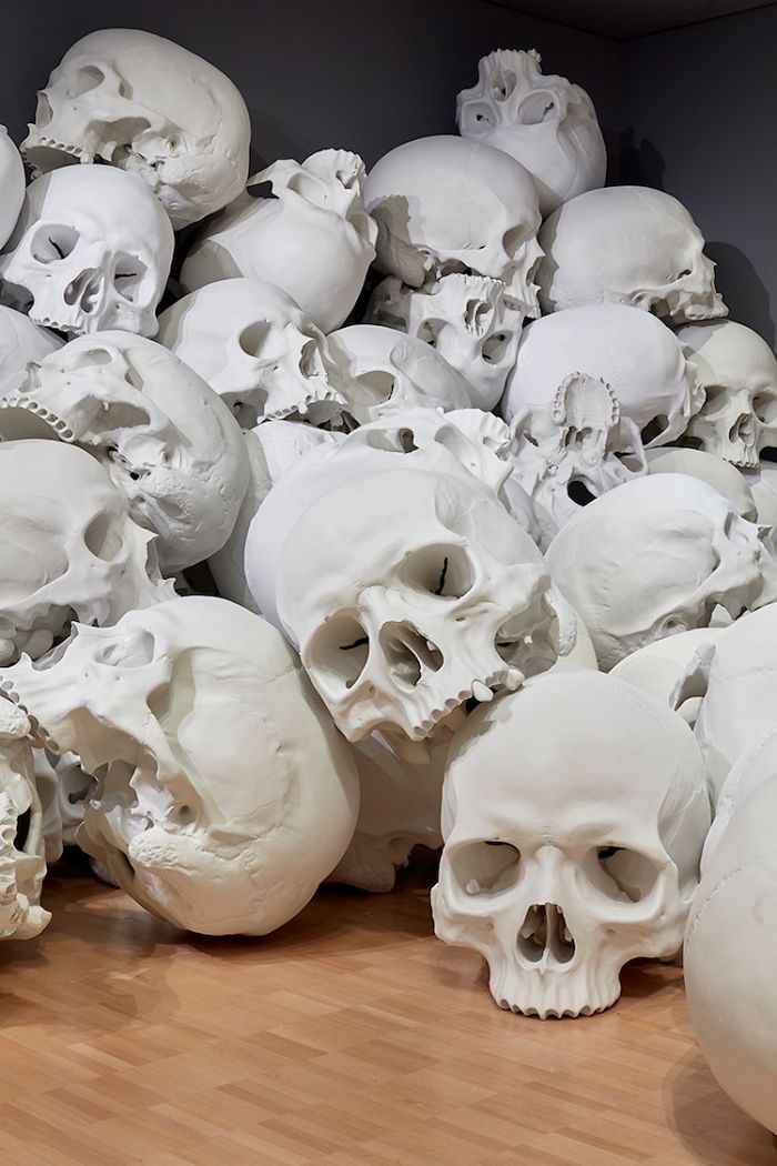 100 Of The Largest Skulls You Have Ever Seen Goes On Display In Australia