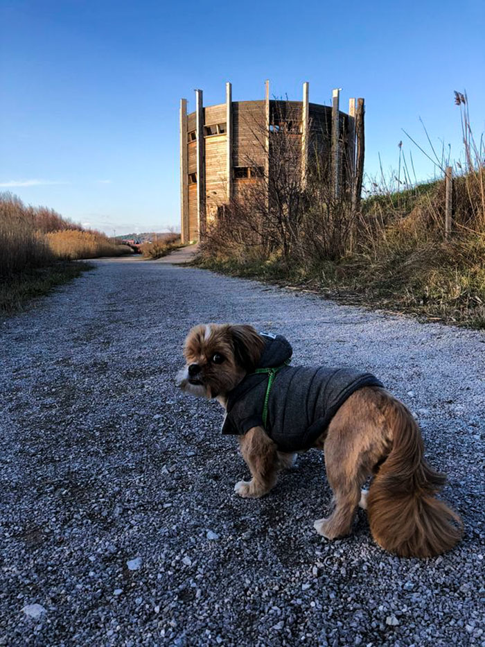 It’s Unbelievable How Much This ‘Scary’ Dog Changed In 8 Months After Being Rescued From The Streets
