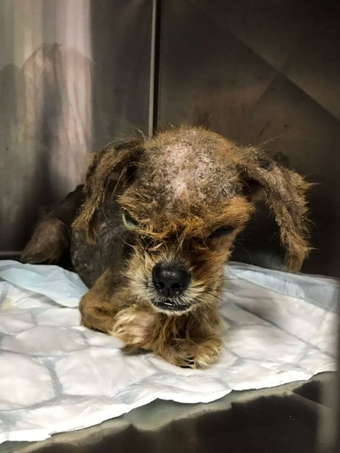 It’s Unbelievable How Much This ‘Scary’ Dog Changed In 8 Months After Being Rescued From The Streets It’s Unbelievable How Much This ‘Scary’ Dog Changed In 8 Months After Being Rescued From The Streets