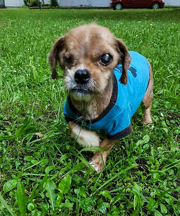 It’s Unbelievable How Much This ‘Scary’ Dog Changed In 8 Months After Being Rescued From The Streets