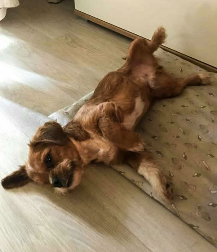 It’s Unbelievable How Much This ‘Scary’ Dog Changed In 8 Months After Being Rescued From The Streets It’s Unbelievable How Much This ‘Scary’ Dog Changed In 8 Months After Being Rescued From The Streets