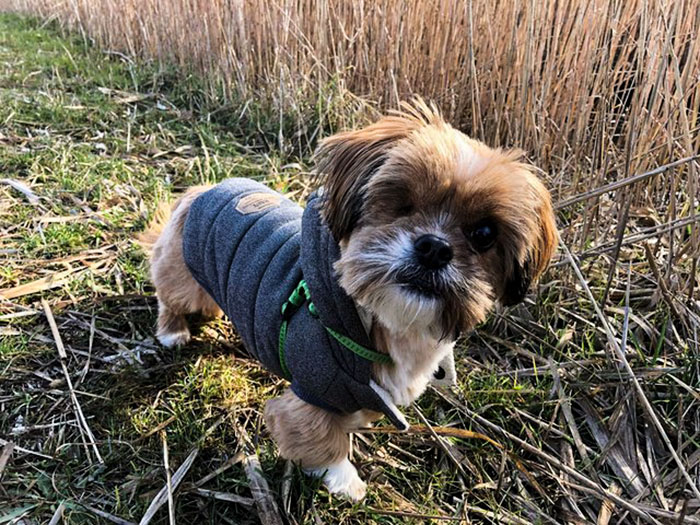 It’s Unbelievable How Much This ‘Scary’ Dog Changed In 8 Months After Being Rescued From The Streets
