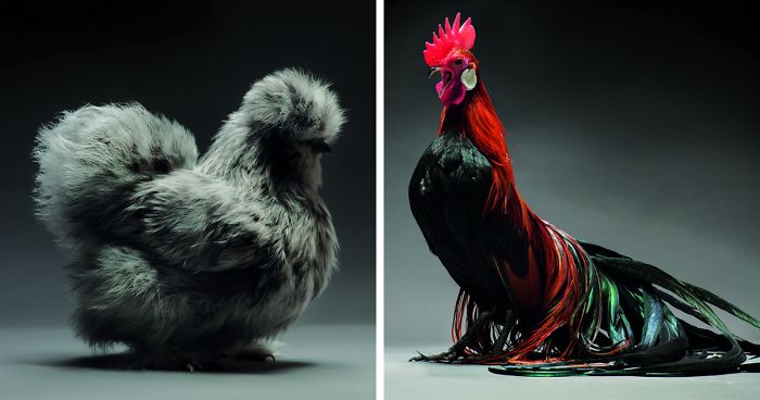 We Photographed Hundreds Of The Most Beautiful Chickens, And Just Look At Them!