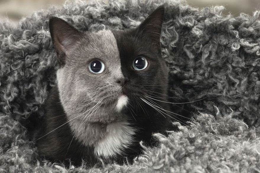 Rare Kitten Born With 'Two Faces' Grows Up Into The Most Beautiful Cat Ever Rare Kitten Born With 'Two Faces' Grows Up Into The Most Beautiful Cat Ever