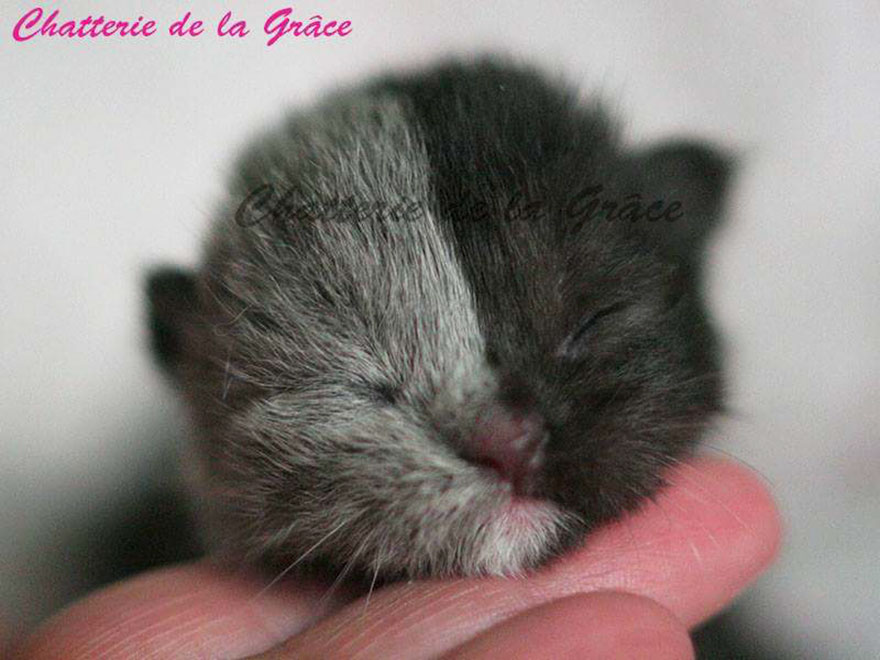 two-faced-cat-british-short-hair-france-jean-michel-labat-14 two-faced-cat-british-short-hair-france-jean-michel-labat-14