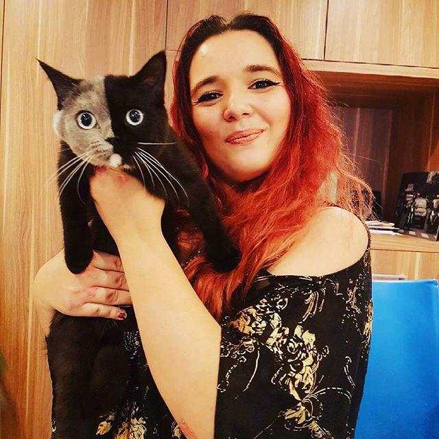 two-faced-cat-british-short-hair-france-jean-michel-labat-26 two-faced-cat-british-short-hair-france-jean-michel-labat-26