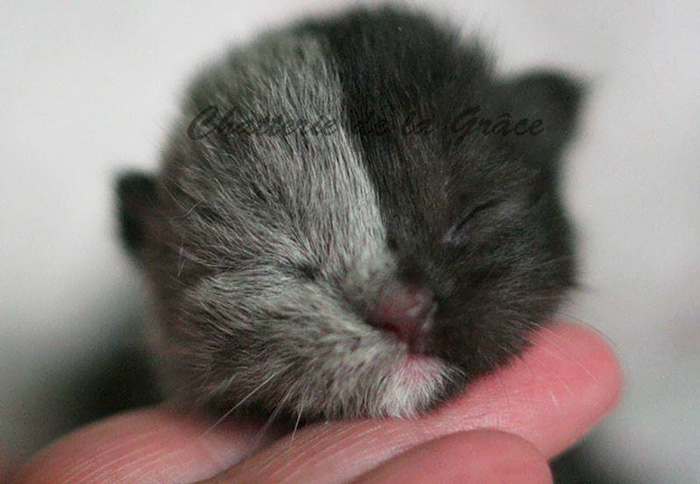 Este curioso gatito nacido con «dos caras» ha crecido hasta convertirse en un gato precioso