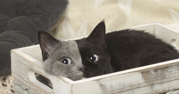 Rare Kitten Born With ‘Two Faces’ Grows Up Into The Most Beautiful Cat Ever