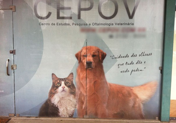 Photoshop fail with a dog and cat merged awkwardly on a glass door, creating a hilarious and disastrous image error.