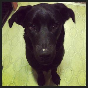 melodydiermyer avatar