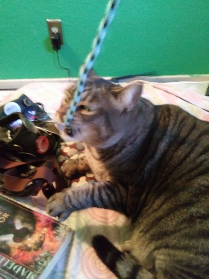 Ate My Rope, Ate My Shoelace, And Anything Else Even Close To String