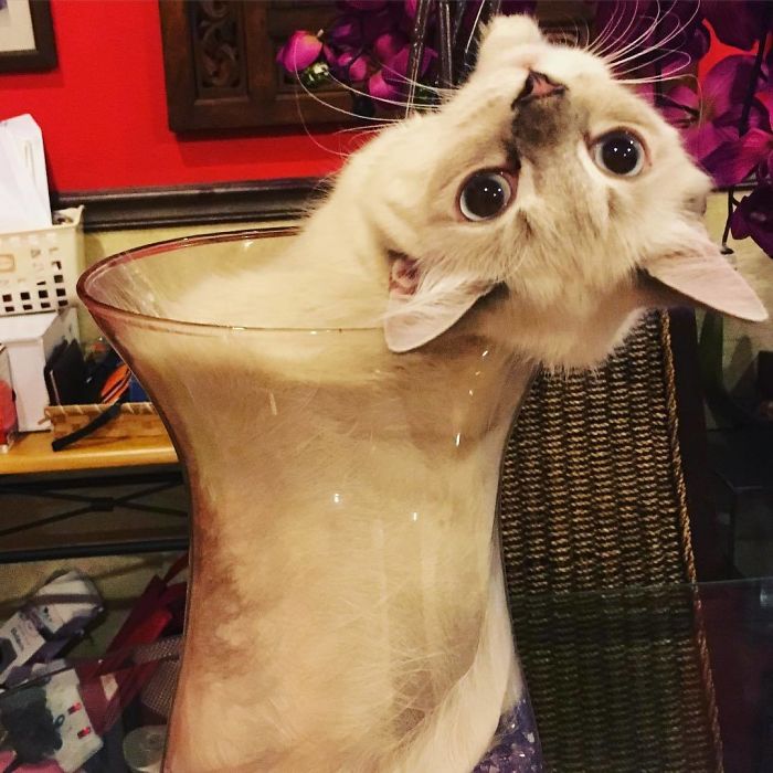 Liquid Cat.