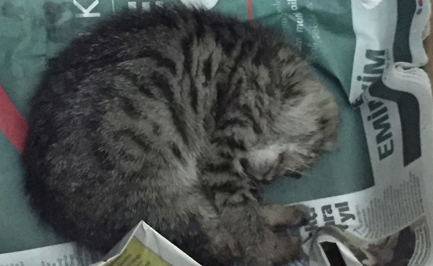 Guy Finds A Dying Kitten With Only One Eye In The Streets, Does Everything He Can To Save Her Life Guy Finds A Dying Kitten With Only One Eye In The Streets, Does Everything He Can To Save Her Life