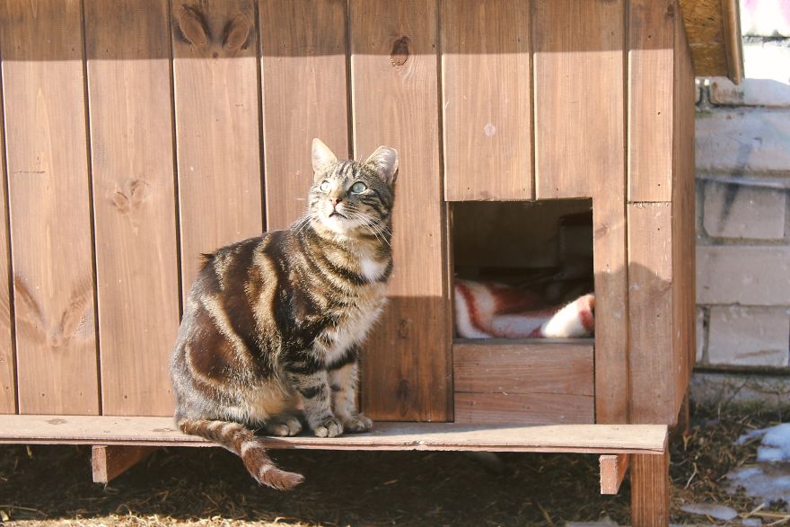 Stray Cats Of Riga Are In Need Of Your Help Stray Cats Of Riga Are In Need Of Your Help