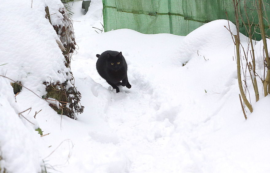 Our Neighbour's Black Cat Came To Our Garden To Play, And Went Crazy In The Snow