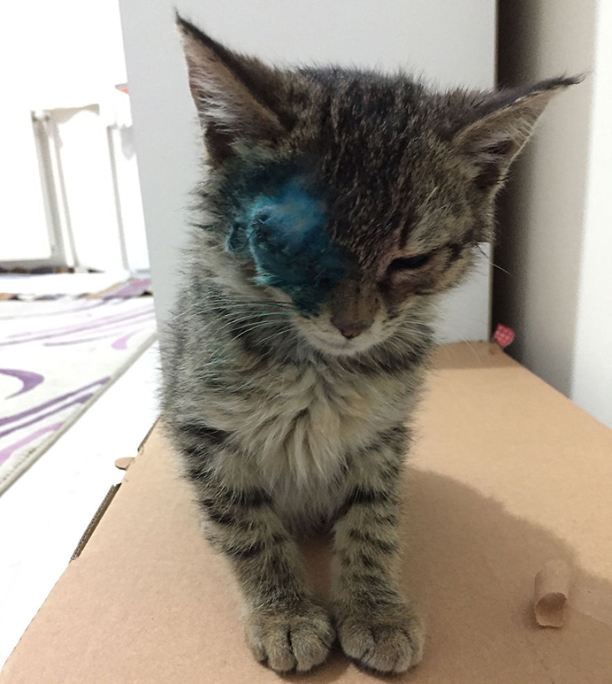 Guy Finds A Dying Kitten With Only One Eye In The Streets, Does Everything He Can To Save Her Life