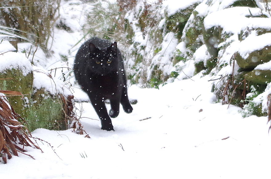 Our Neighbour's Black Cat Came To Our Garden To Play, And Went Crazy In The Snow