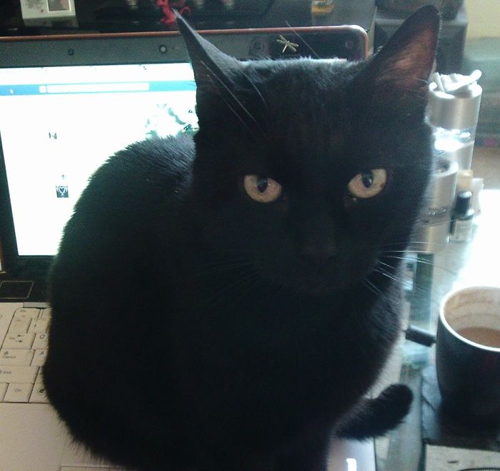 You Need This Laptop? How Cute!