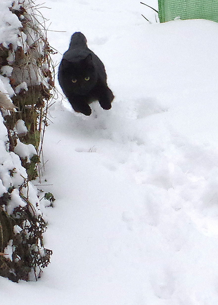 Our Neighbour's Black Cat Came To Our Garden To Play, And Went Crazy In The Snow