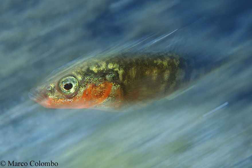 Male Stickleback (Gasterosteus Gymnurus) Showing Beautiful Breeding Colours