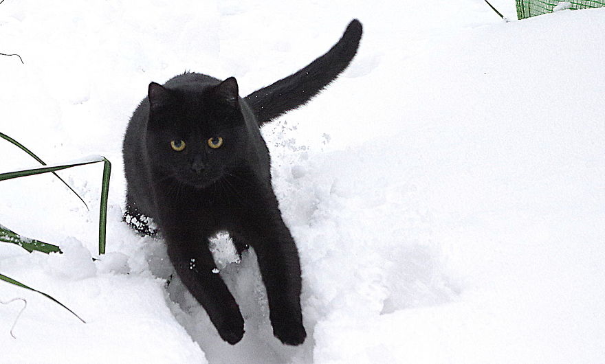 Our Neighbour's Black Cat Came To Our Garden To Play, And Went Crazy In The Snow