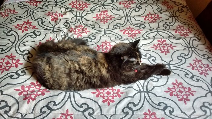 Eesa Stretching Out Like A Lady