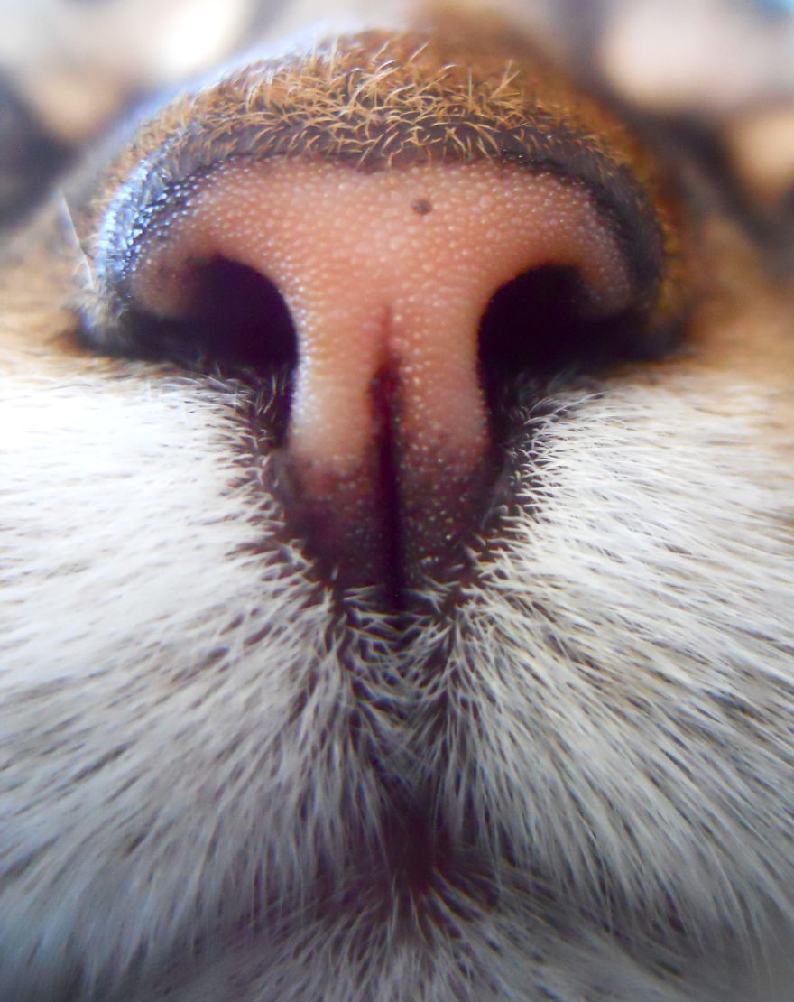 Cat-Noses-Macro-Photography