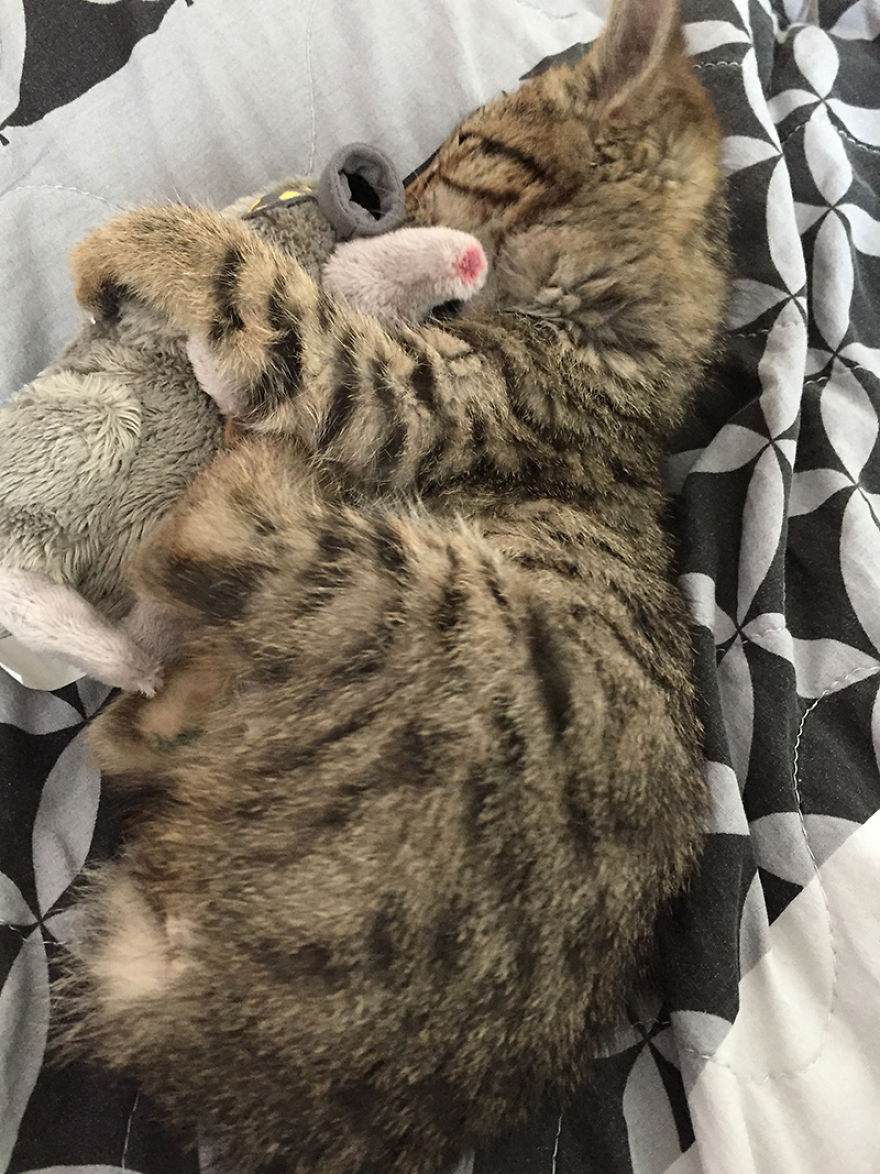 Guy Finds A Dying Kitten With Only One Eye In The Streets, Does Everything He Can To Save Her Life Guy Finds A Dying Kitten With Only One Eye In The Streets, Does Everything He Can To Save Her Life