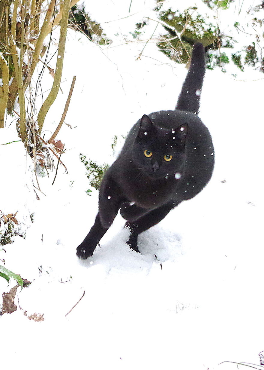 Our Neighbour's Black Cat Came To Our Garden To Play, And Went Crazy In The Snow