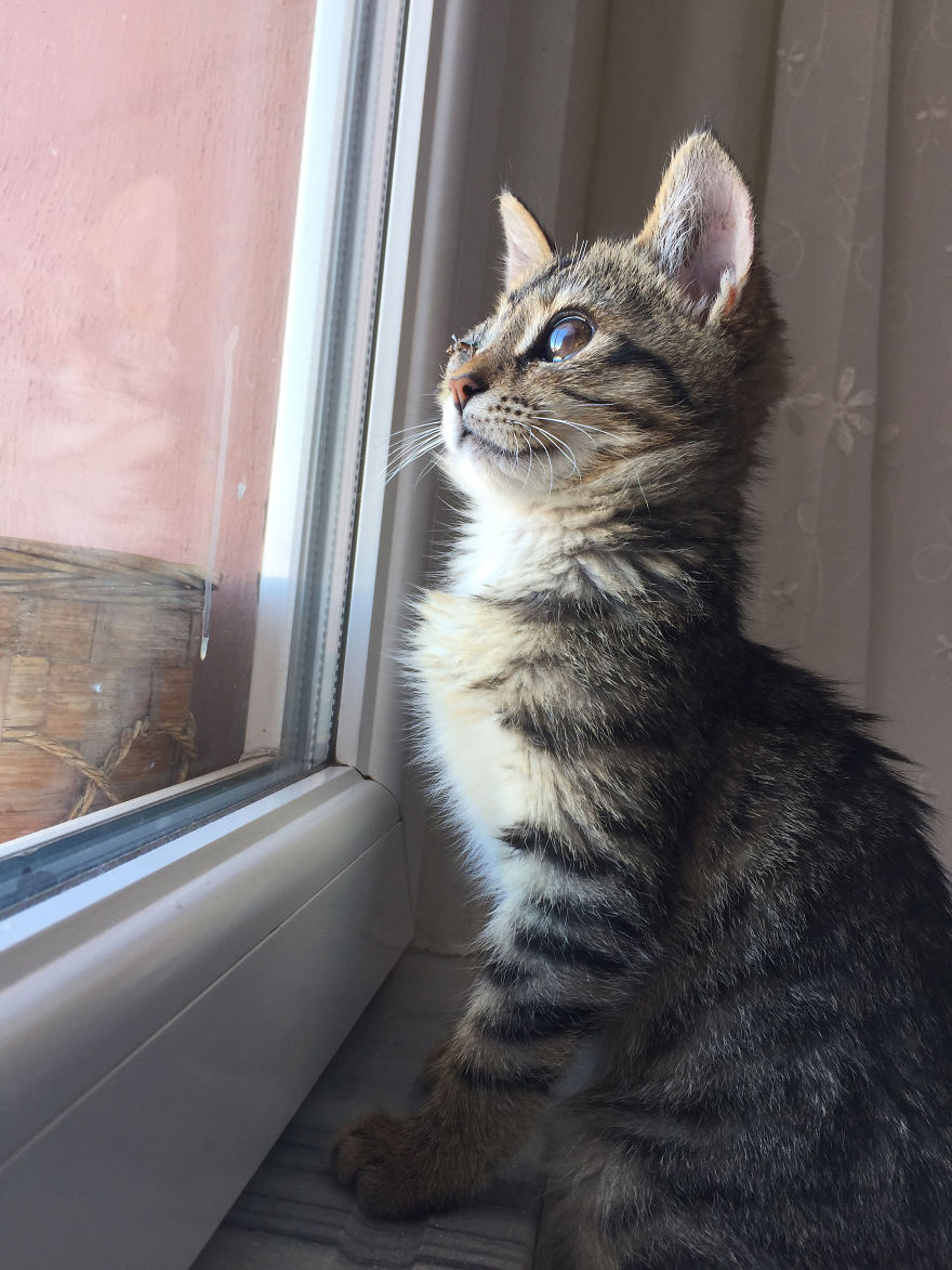 Guy Finds A Dying Kitten With Only One Eye In The Streets, Does Everything He Can To Save Her Life