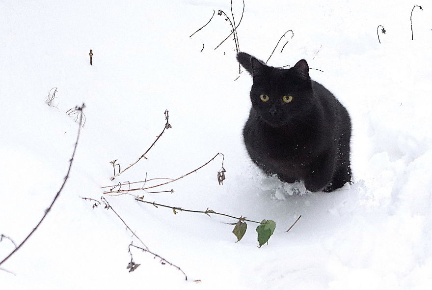 Our Neighbour's Black Cat Came To Our Garden To Play, And Went Crazy In The Snow