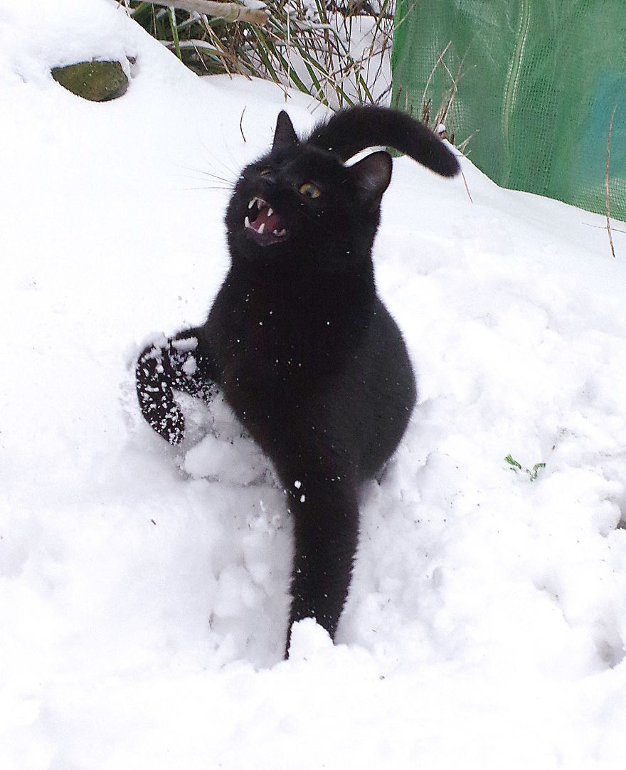 Our Neighbour's Black Cat Came To Our Garden To Play, And Went Crazy In The Snow