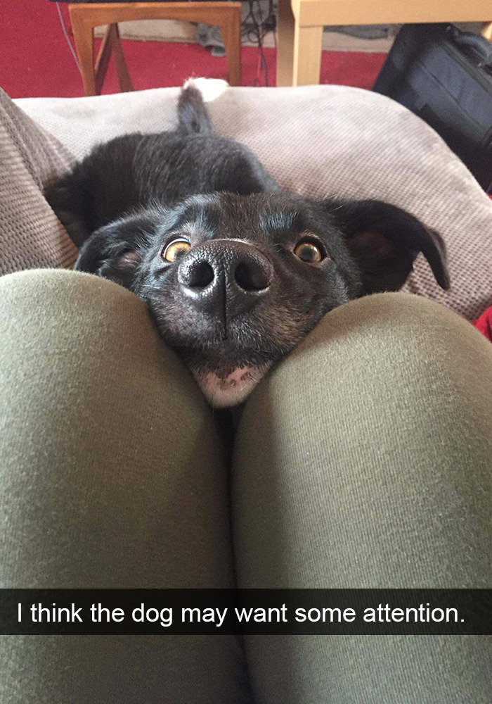Funny-Dogs-Photos-Snapchats