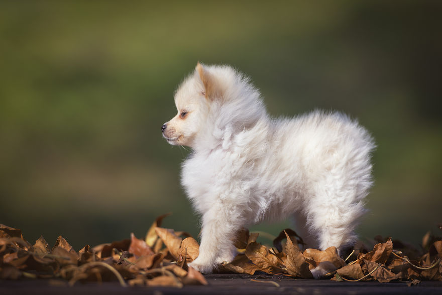 My Hero: Puppy - The Hungarian Dog My Hero: Puppy - The Hungarian Dog
