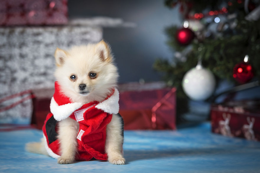 My Hero: Puppy - The Hungarian Dog My Hero: Puppy - The Hungarian Dog