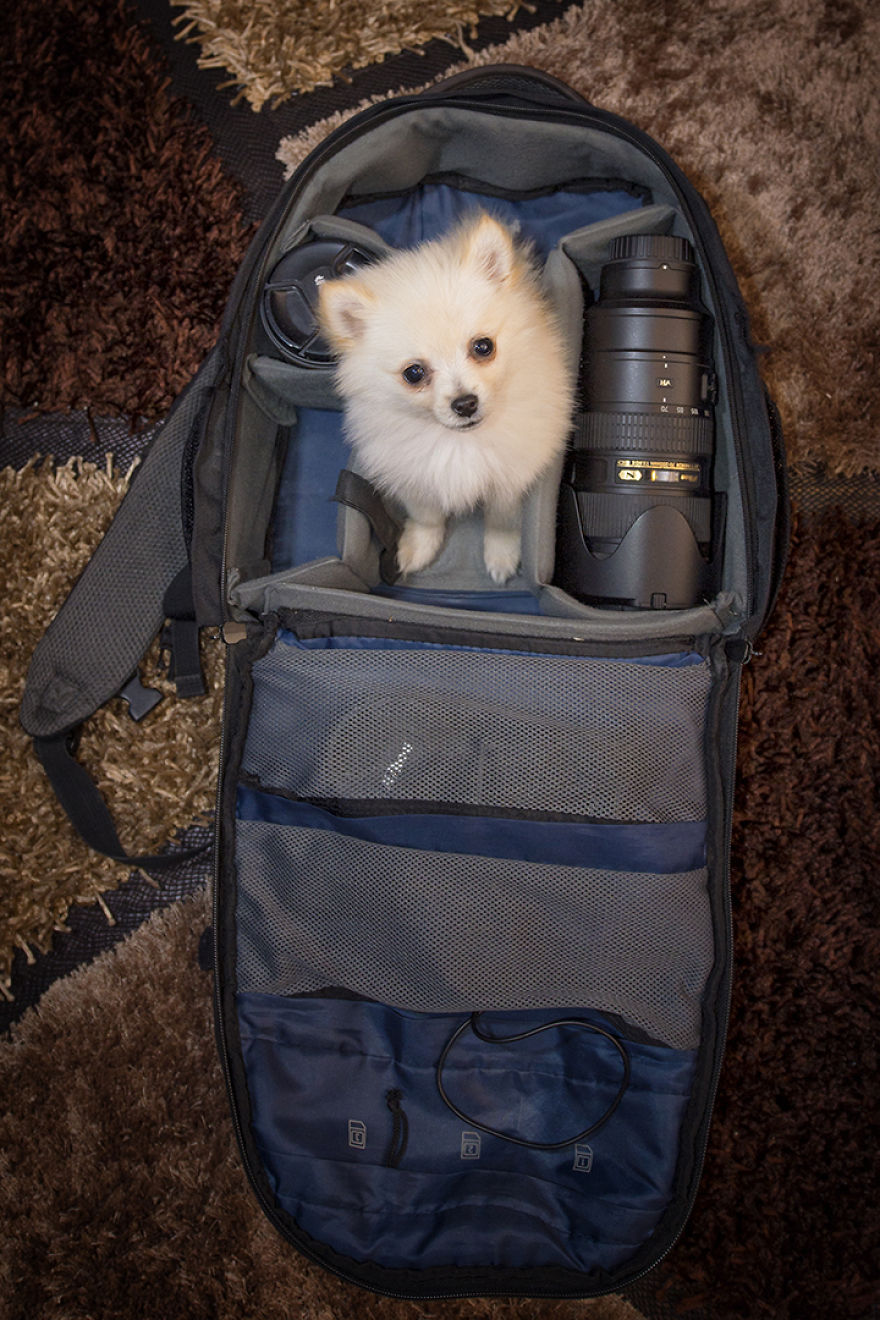 My Hero: Puppy - The Hungarian Dog