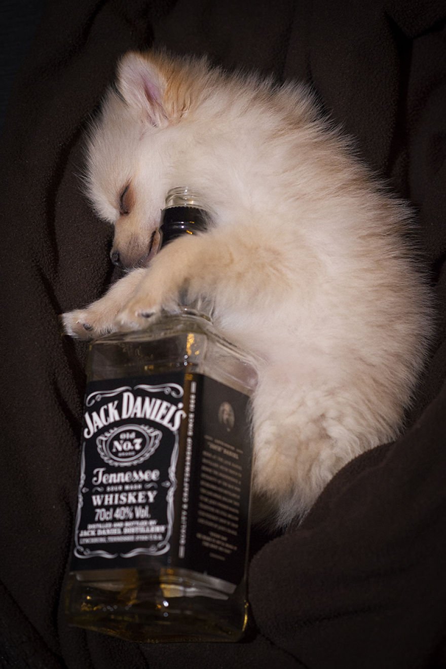 My Hero: Puppy - The Hungarian Dog My Hero: Puppy - The Hungarian Dog