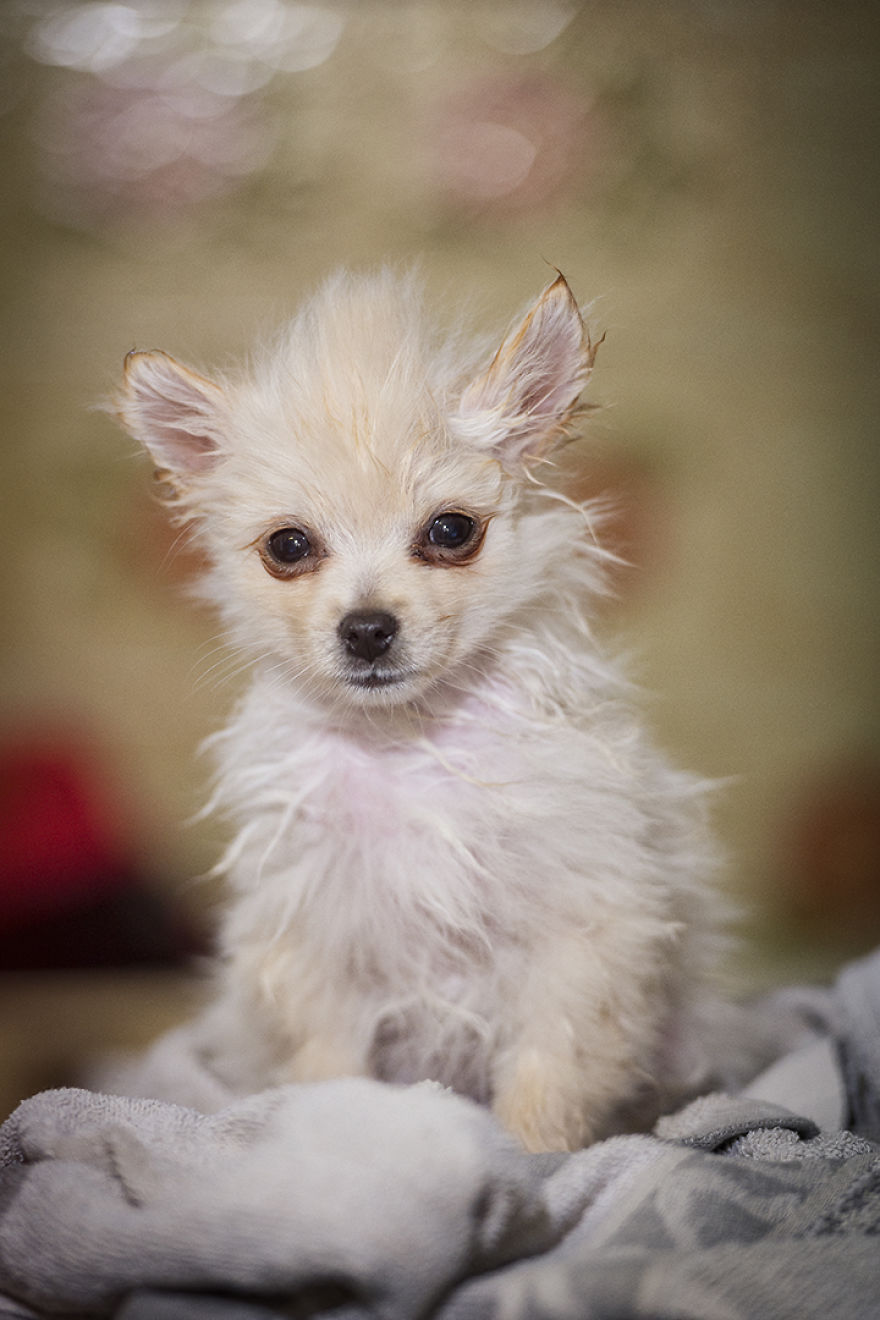 My Hero: Puppy - The Hungarian Dog My Hero: Puppy - The Hungarian Dog