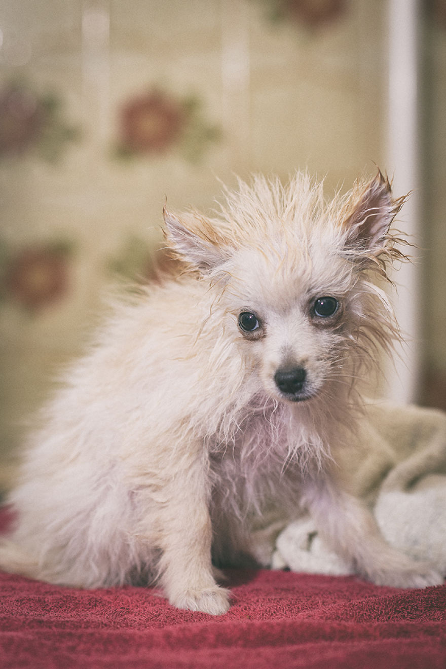 My Hero: Puppy - The Hungarian Dog