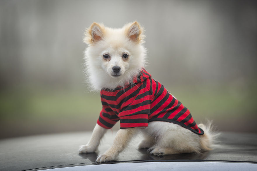 My Hero: Puppy - The Hungarian Dog