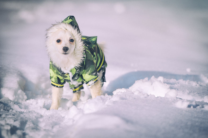 My Hero: Puppy - The Hungarian Dog My Hero: Puppy - The Hungarian Dog