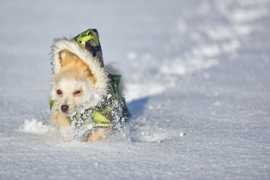 My Hero: Puppy - The Hungarian Dog My Hero: Puppy - The Hungarian Dog