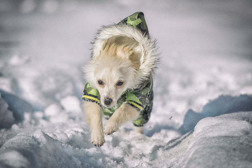 My Hero: Puppy - The Hungarian Dog My Hero: Puppy - The Hungarian Dog
