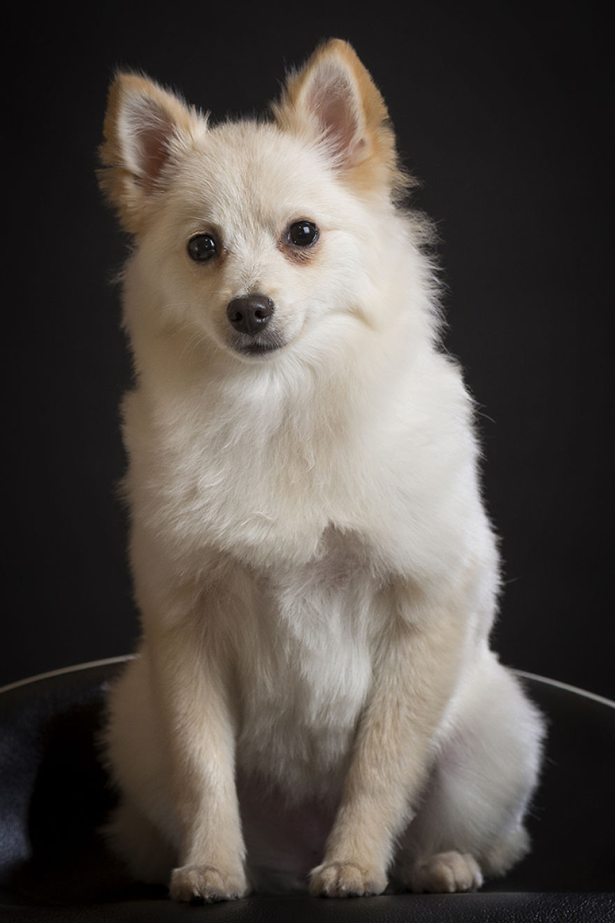 My Hero: Puppy - The Hungarian Dog My Hero: Puppy - The Hungarian Dog