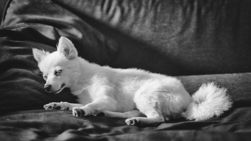 My Hero: Puppy - The Hungarian Dog