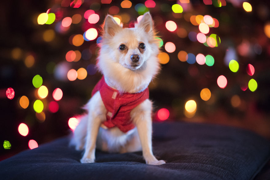 My Hero: Puppy - The Hungarian Dog My Hero: Puppy - The Hungarian Dog